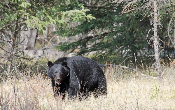 Observación Osos Negros Vida Silvestre Parque Nacional Banff Alberta Canadá —  Fotos de Stock