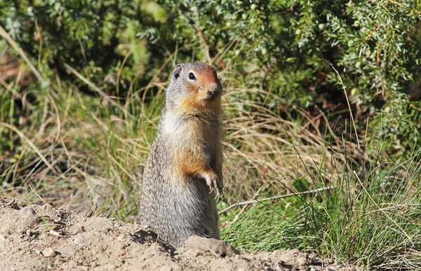 Prairie Dog Wildlife Banff National Park Alberta Canada — Stock Photo, Image