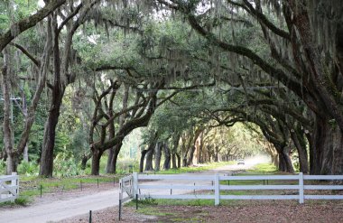 Meşe Sokağı - Savannah, Georgia sürüş