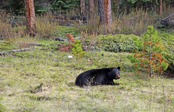 Resting Black Bear Национальный Парк Джаспер Альберта Канада — стоковое фото