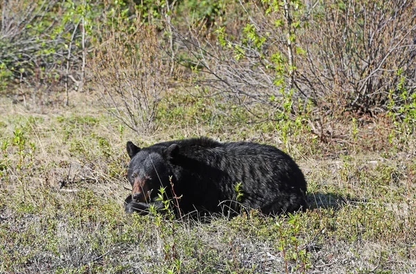 Urso Negro Parque Nacional Jasper Alberta Canadá — Fotografia de Stock