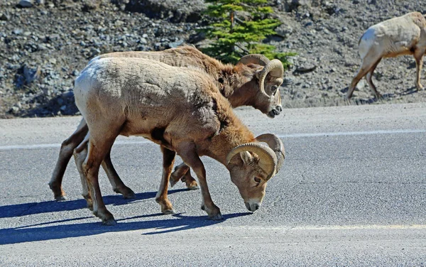 Бигхорн Овцы Облизывая Соль Дороги Джаспер Национальный Парк Альберта Канада — стоковое фото