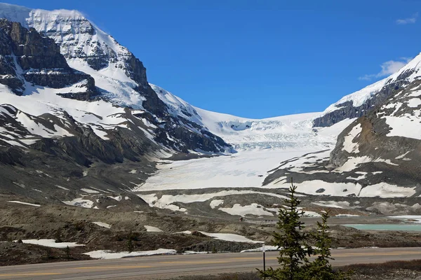 Glaciar Athabasca Árvore Columbia Icefield Jasper National Park Alberta Canadá — Fotografia de Stock