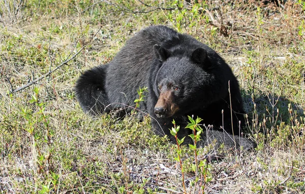 Oso Negro Descansando Parque Nacional Jasper Alberta Canadá —  Fotos de Stock