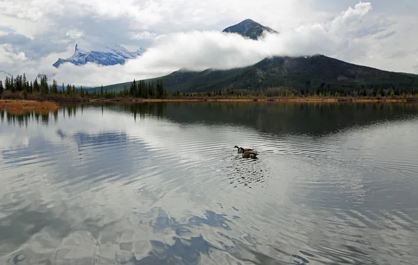 Gans Auf Zinnoberrotem See Banff Nationalpark Alberta Kanada — Stockfoto