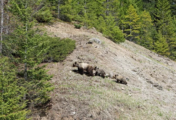 Медведи Гризли Холме Национальный Парк Кутенэй Британская Колумбия Канада — стоковое фото