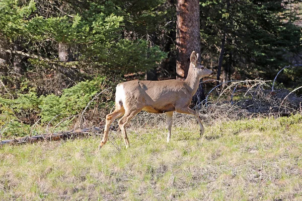 Female Deer Running Banff National Park Alberta Canada — Stock Photo, Image