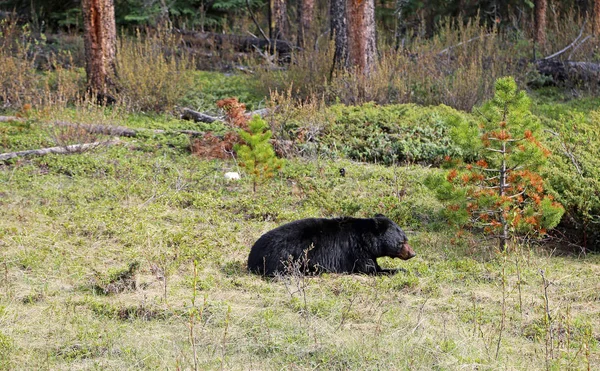 Черный Медведь Лежит Траве Национальный Парк Джаспер Альберта Канада — стоковое фото
