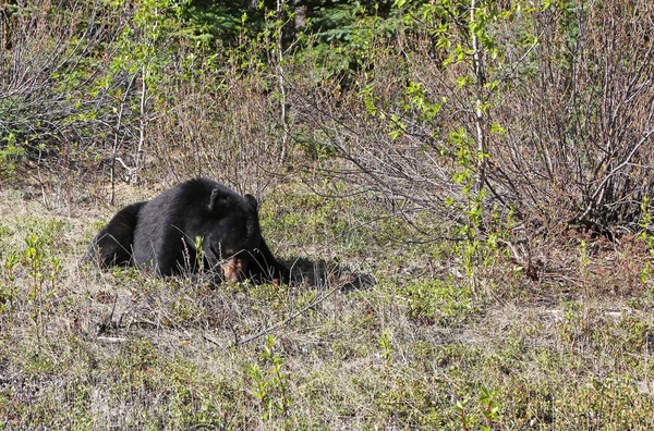 Urso Negro Deitado Comendo Jasper National Park Alberta Canadá — Fotografia de Stock