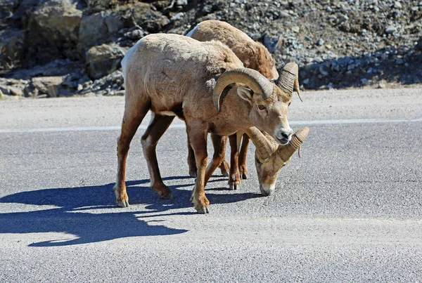 Bighorn Sheep Crossing Road Jasper National Park Alberta Canada — Stock Photo, Image