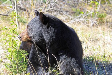 Siyah ayılar profilde baş - National Park, Alberta, Kanada