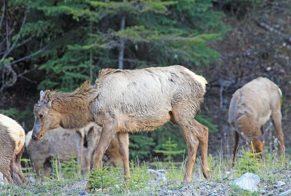 Dişi Geyik Syonu Jasper Ulusal Parkı Alberta Kanada — Stok fotoğraf