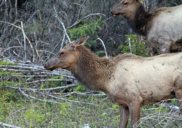 Female Elk Profile Jasper National Park Alberta Canada — Stock Photo, Image