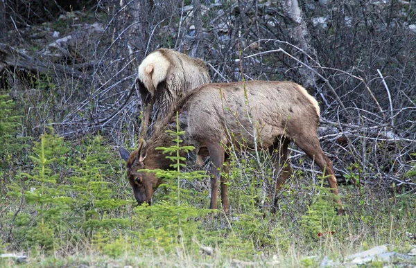 Female Elk Spruce Tree Jasper National Park Alberta Canada — Stock Photo, Image