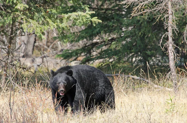 Watching You Black Bear National Park Alberta Canada — стоковое фото