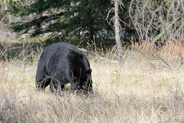 Черный Медведь Сухой Траве Национальный Парк Альберта Канада — стоковое фото