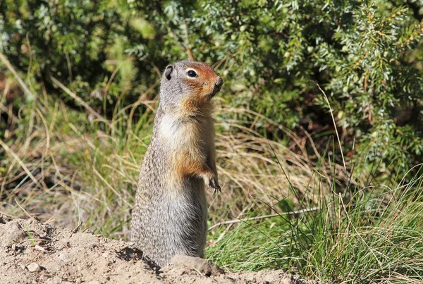 Prairie Dog Close Banff National Park Alberta Canada — Stock Photo, Image