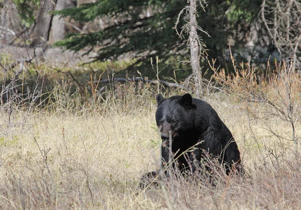 Черный Медведь Сидит Сухой Траве Национальный Парк Альберта Канада — стоковое фото