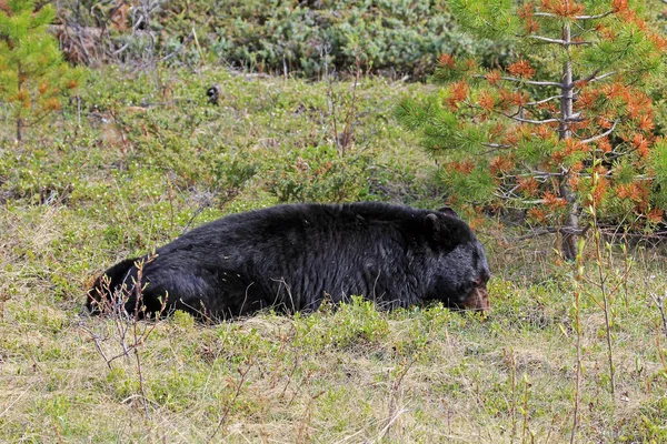 Fekete Medve Csúszó Nemzeti Park Alberta Kanada — Stock Fotó