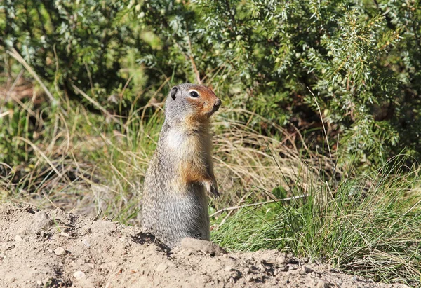 Prairie Dog Banff National Park Alberta Canada — Stock Photo, Image