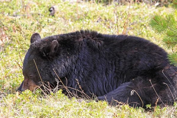 Черный Медведь Ест Свежие Растения Национальный Парк Альберта Канада — стоковое фото