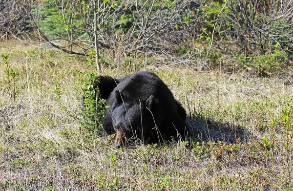 Oso Negro Parque Nacional Alberta Canadá —  Fotos de Stock