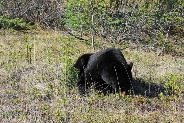 Orso Nero Sotto Albero Parco Nazionale Alberta Canada — Foto Stock