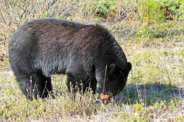 Urso Preto Grande Parque Nacional Alberta Canadá — Fotografia de Stock