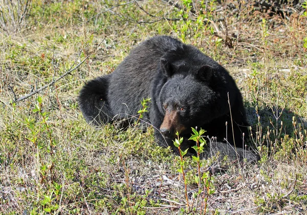 Black Bear Watching Parco Nazionale Dell Alberta Canada — Foto Stock