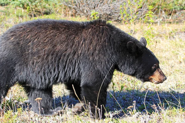 Big Black Bear Perfil National Park Alberta Canadá —  Fotos de Stock