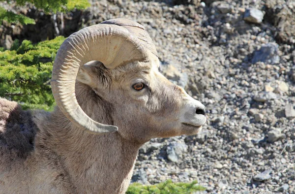 大角羊头在配置文件 贾斯珀国家公园 阿尔伯塔省 加拿大 — 图库照片