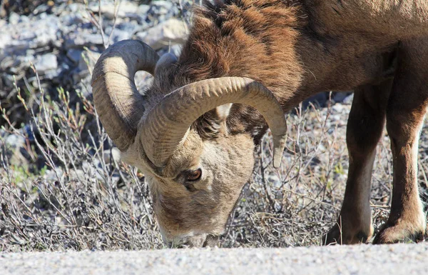 Ovce Bighorn Olizuje Blízký Národní Park Alberta Kanada — Stock fotografie