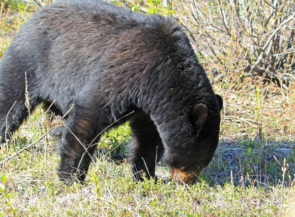 Black Bear Walking National Park Alberta Canada — Stock Photo, Image