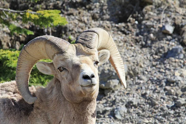 Portrait Mouflon Amérique Parc National Jasper Alberta Canada — Photo