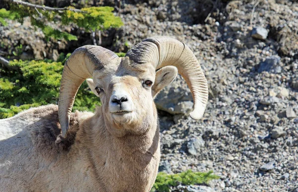 Bighorn Sheep Национальный Парк Джаспер Альберта Канада — стоковое фото