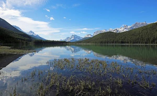 Panorama with Waterfowl Lake - Banff National Park, Alberta, Canada