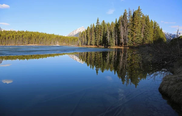 Herbert Gölü Ndeki Orman Banff Ulusal Parkı Alberta Kanada — Stok fotoğraf