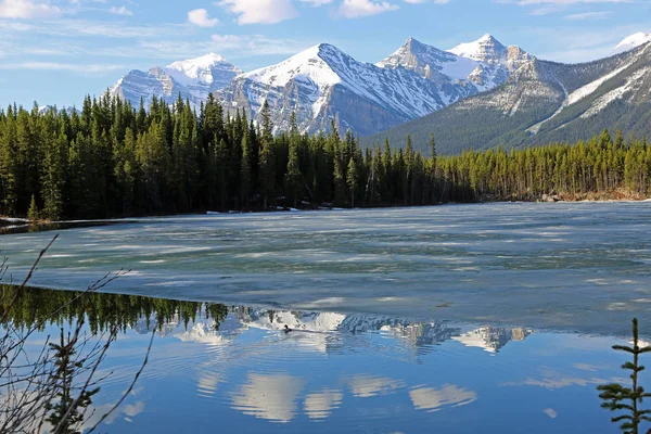 Eend Herbert Lake Banff National Park Alberta Canada — Stockfoto