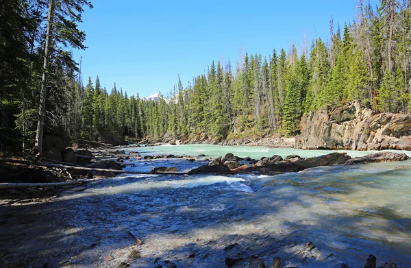 Stojąc Kicking Horse River Kolumbia Brytyjska Kanada — Zdjęcie stockowe