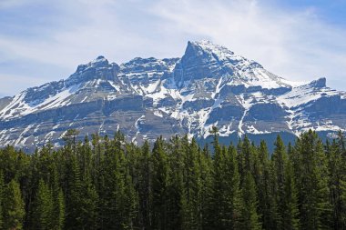 Mount Murchison ve yeşil orman - Alberta, Kanada