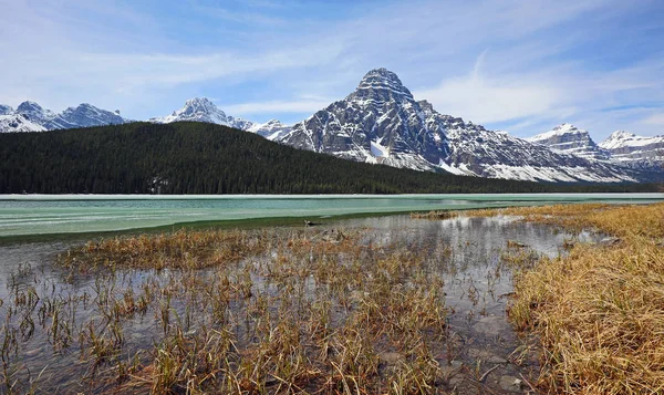 Grass shore on Waterfowl Lake - Banff National Park, Alberta, Canada
