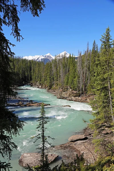 Yoho Milli Parkı British Columbia Kanada Nehir Dikey Tekme — Stok fotoğraf