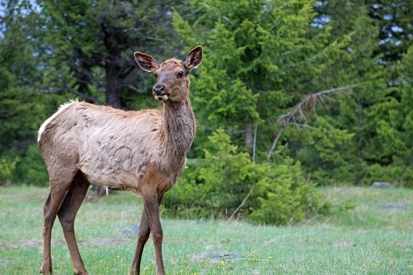 Female Elk Jasper National Park Alberta Canada — Stock Photo, Image