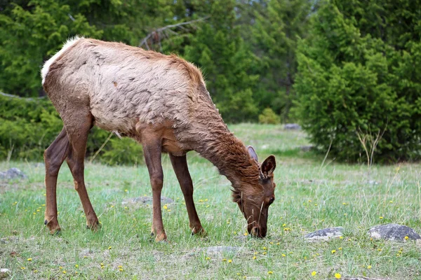 Female Elk Grazing Jasper National Park Alberta Canada — Stock Photo, Image