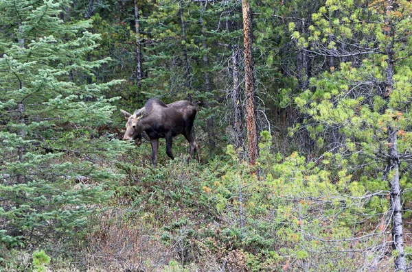 Female Moose Walking Forest Jasper National Park Alberta Canada — Stock Photo, Image