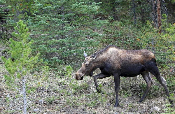 Female Moose Walking Jasper National Park Alberta Canada — Stock Photo, Image