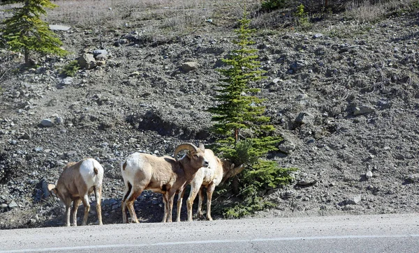 Three Bighorn Sheep Национальный Парк Джаспер Альберта Канада — стоковое фото