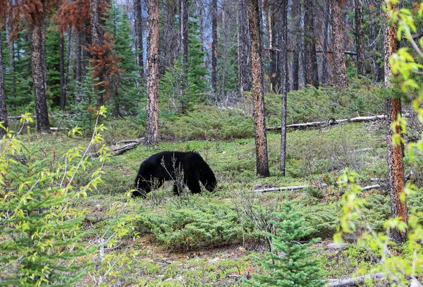 Černý Medvěd Hledaje Jídlo Jasper Národní Park Alberta Kanada — Stock fotografie