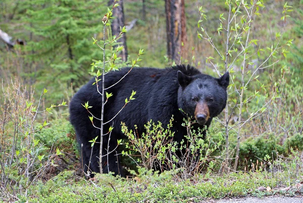 Big Black Bear Национальный Парк Джаспер Альберта Канада — стоковое фото