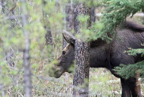 Female Moose Tree Jasper National Park Alberta Canada — Stock Photo, Image